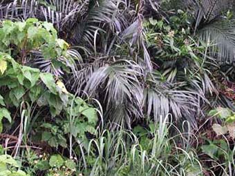 ヨツスジカミキリ