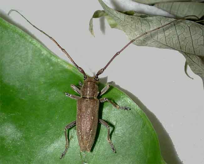 ヨツスジカミキリ