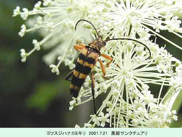 ヨツスジハナカミキリ
