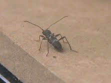 ズマルトラカミキリ