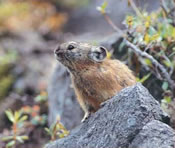 大雪山国立公園