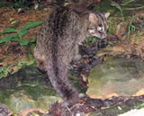 西表石垣国立公園