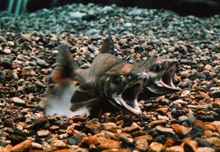 瀬波温泉海水浴場