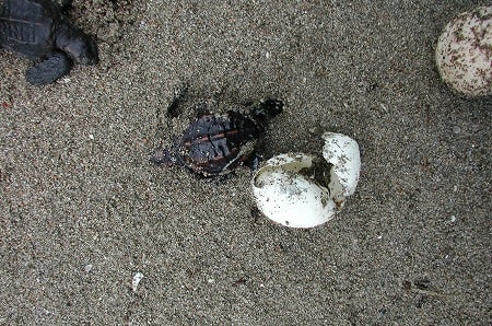 弓ヶ浜海水浴場