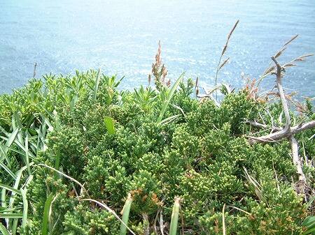辰ノ島海水浴場