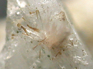 ビノグラドバイト