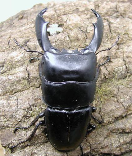 スマトラオオヒラタ