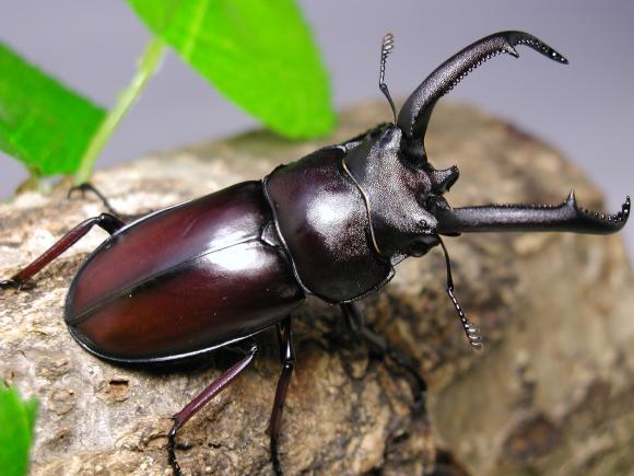 ベトナムシカクワガタ