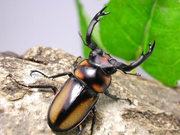 スペキオススシカクワガタ