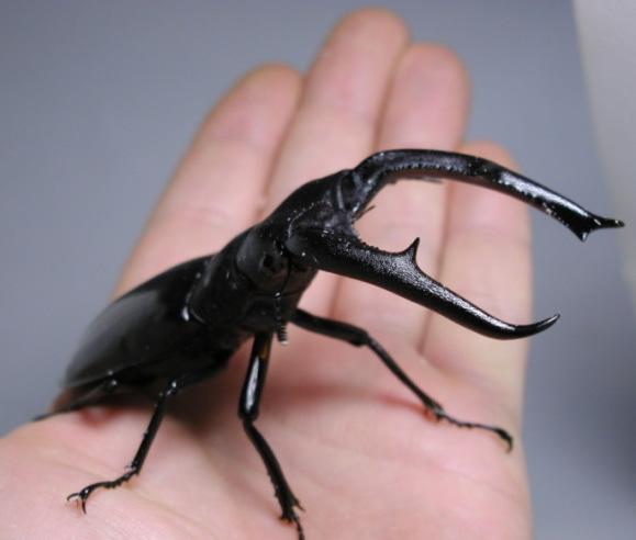 マンディブラリス