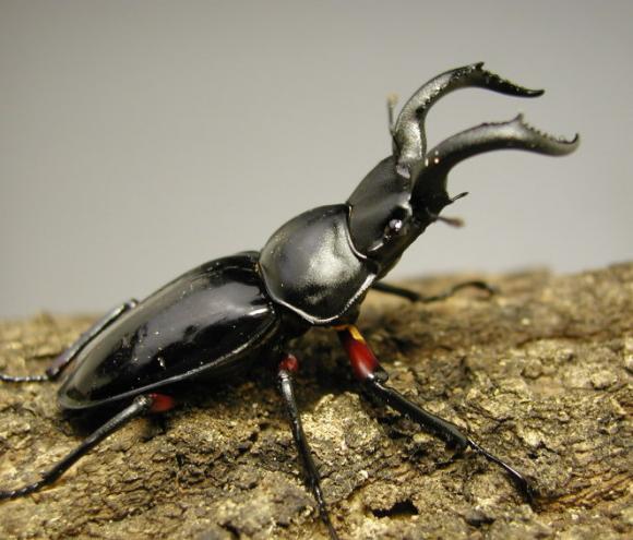 チュウゴククロツヤシカクワガタ