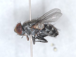 ドロバチヤドリニクバエ