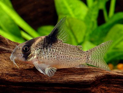 コリドラス ハイフィンバーゲシィ