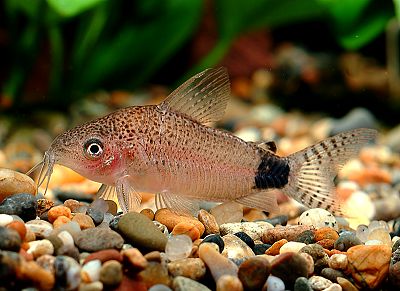 コリドラス・グァポレ