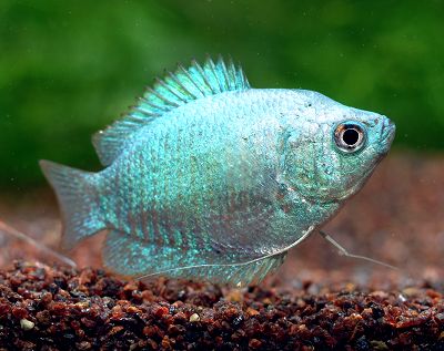 コバルト・ドワーフグラミー