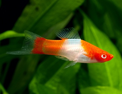 ルビーアイ・紅白ソードテール