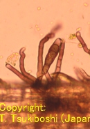 コバンソウ葉枯病菌