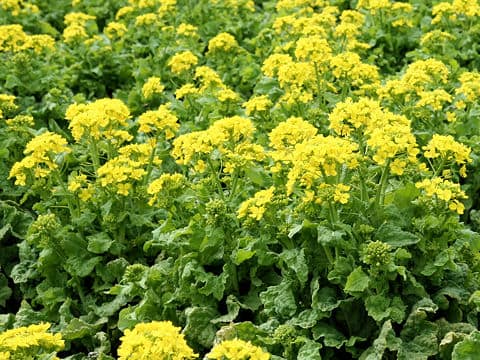 Brassica campestris