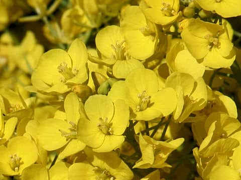 Brassica campestris