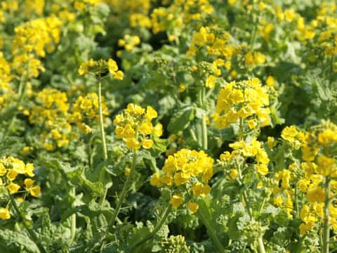 Brassica campestris