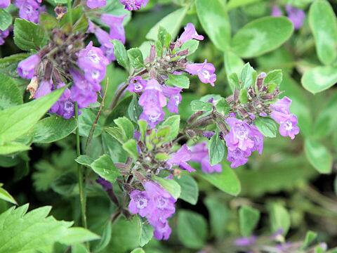 アキノス・アルピヌス