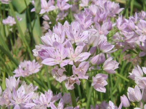 アリウム・ウニフォリウム