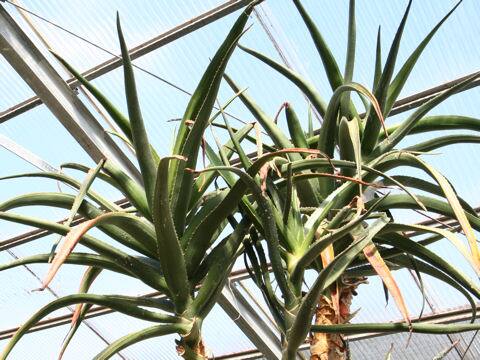 アロエ・バルベラエ