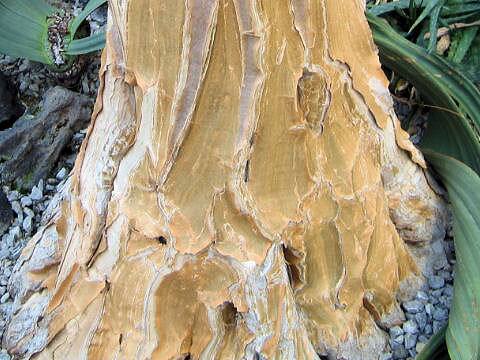 アロエ・ディコトマ