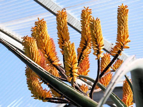 アロエ・フェロクス