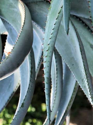 アロエ・フェロクス