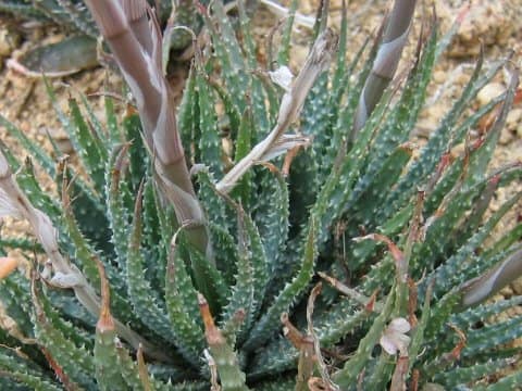 アロエ・フミリス