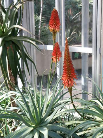 アロエ・ムタビリス