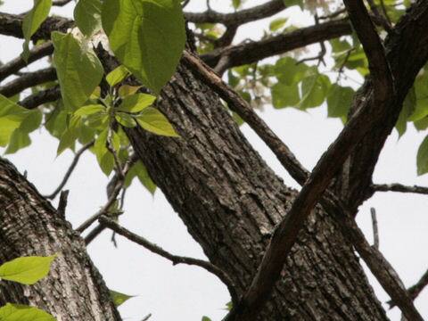 アメリカ木大角豆