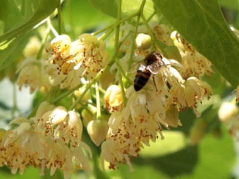 アメリカ科の木
