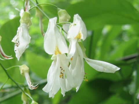 アメリカゆくの木