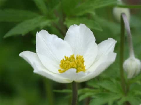 アネモネ・シルウェストリス