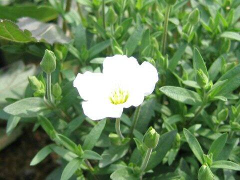 アレナリア・モンタナ