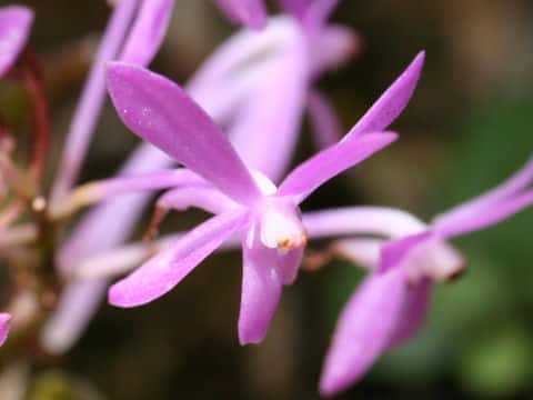 アスコフィネティア