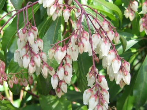 Pieris japonica