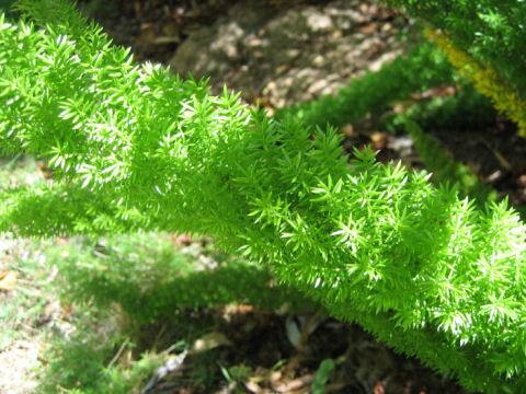 アスパラガス・マイヤーズ