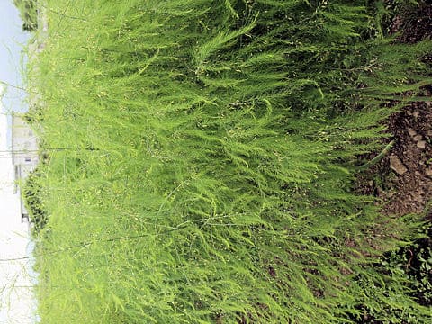 Asparagus officinalis