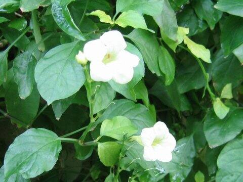 アシスタシア・ガンゲティカ