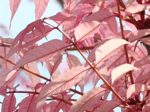 オーストラリアちゃんちん