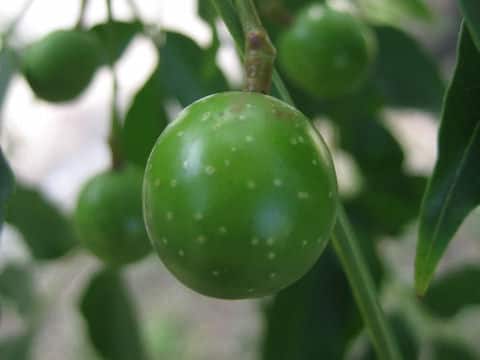 オーストラリアちゃんちん