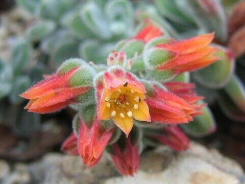 エケベリア・コッキネア