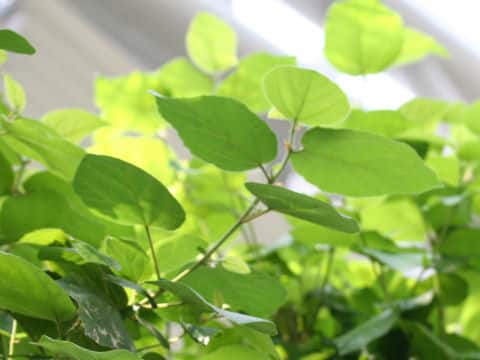 エジプト無花果