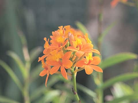 エピデンドルム