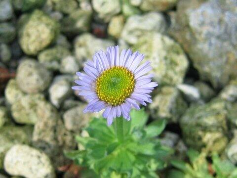 エリゲロン・フレッティ