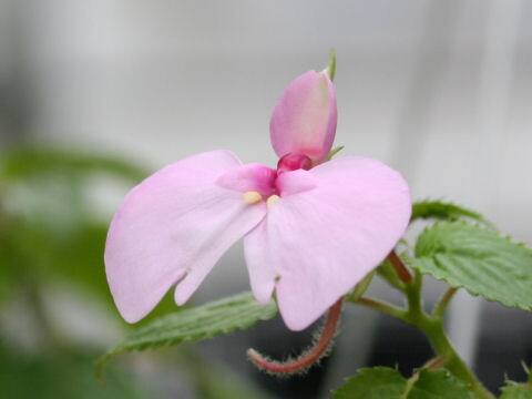 インパチェンス