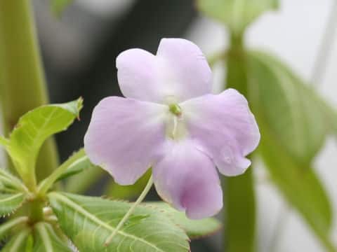 インパチェンス・ソデニイ